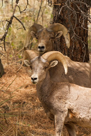 Arapaho NF Mount Evans Big Horn Lambs