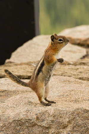 Rocky Mountain National Park Golden Mantled Ground Squirrel