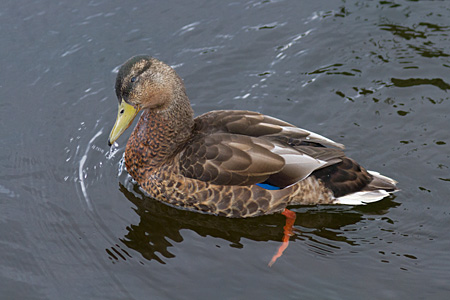 Mallard Ducks Prospect Park