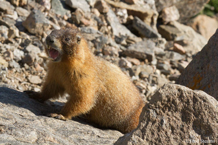 Marmot Rocky Mountain National Park