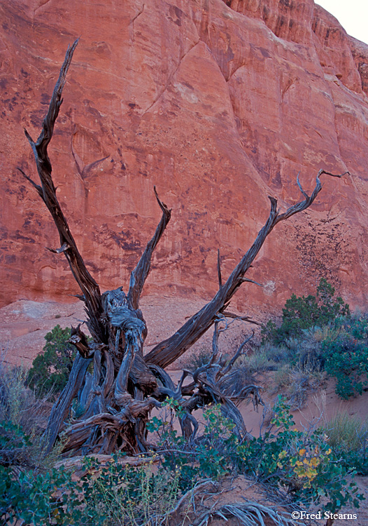 Arches NP Lonesome Tree