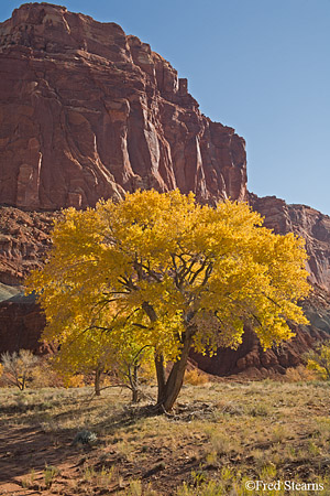 Capitol Reef National Park Cottonwoods