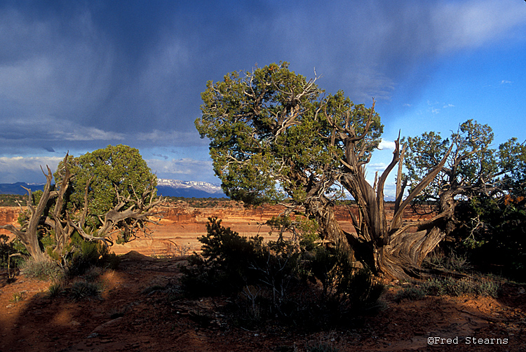 Colorado National Monument Jumiper