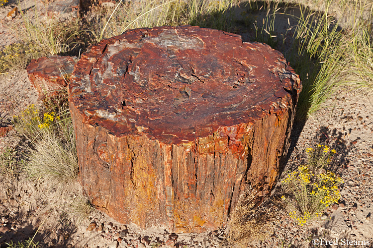 Petrified Forest National Park Jasper Forest