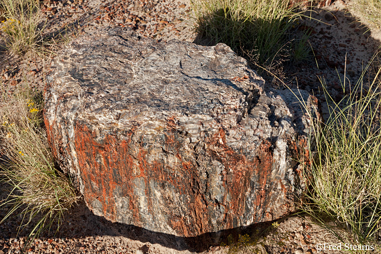 Petrified Forest National Park Jasper Forest