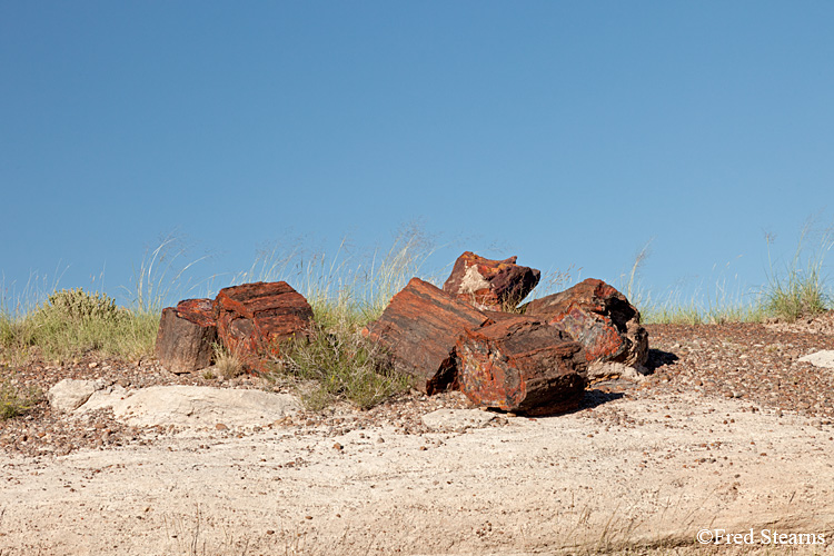 Petrified Forest National Park Rainbow Forest