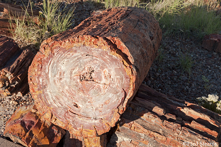 Petrified Forest National Park Rainbow Forest