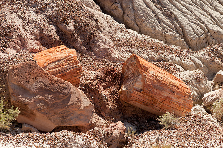 Petrified Forest National Park Blue Mesa