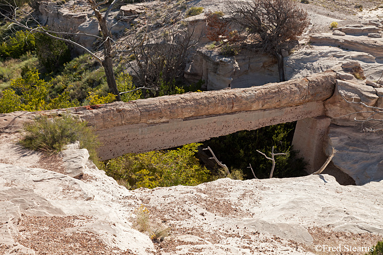 Petrified Forest National Park Agate Bridge