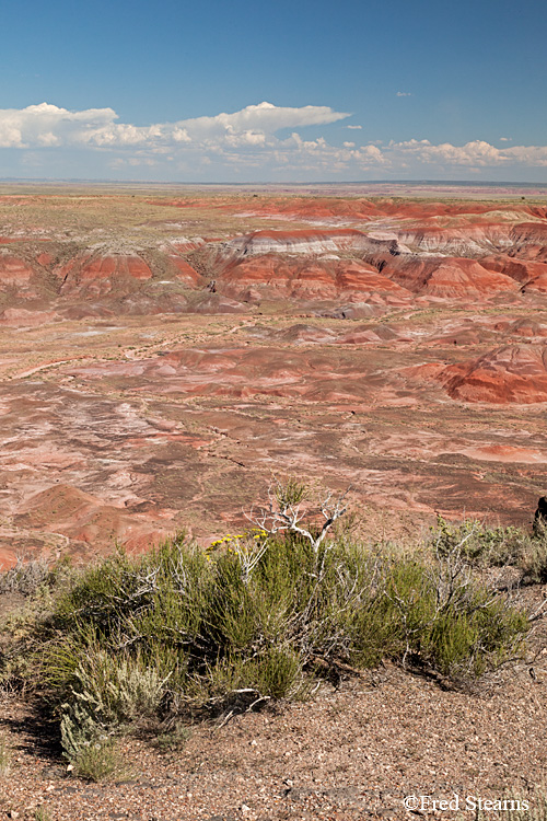 Petrified Forest National Park Painted Desert