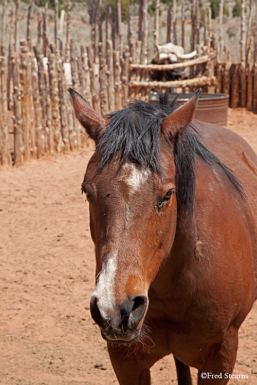 Pipe Springs National Monument Horse