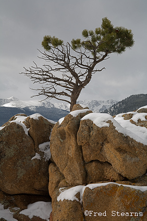 Rocky Mountain NP Pine Tree