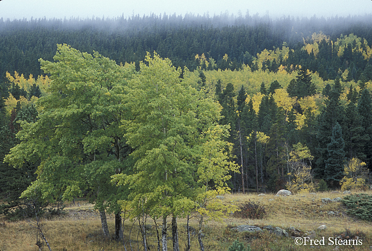 Rocky Mountain NP Autumn Tree