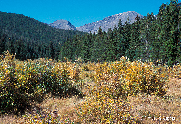 Rocky Mountain NP Willows in Fall