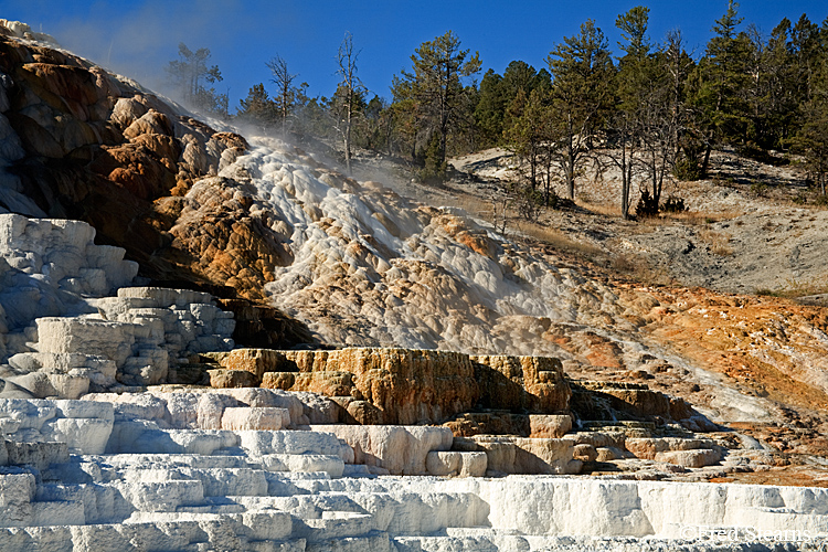 Yellowstone NP Mammoth Hot Springs