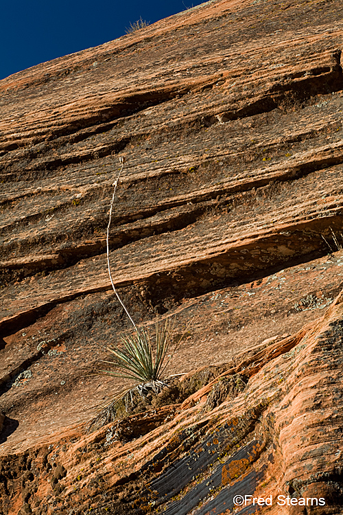 Zion National Park, Scallop Gulch