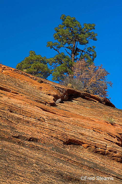 Zion National Park, Scallop Gulch