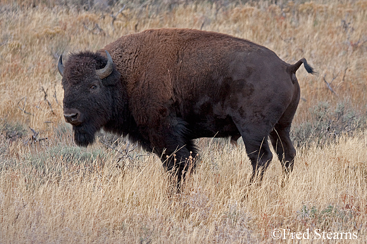 Grand Teton NP Bull Bison