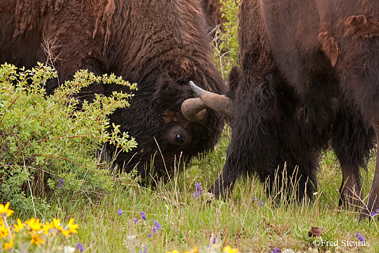 Grand Teton NP Bison Bulls Fighting