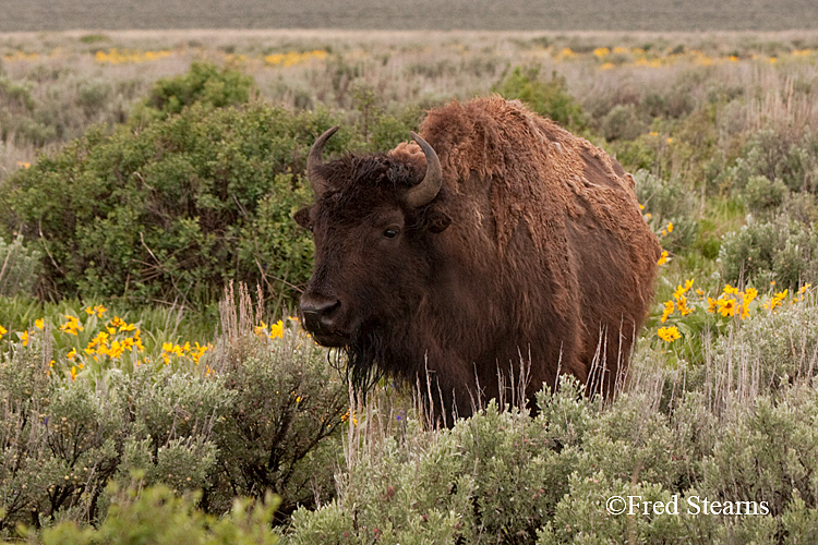 Grand Teton NP Bison Bull