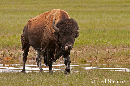 Yellowstone NP Bison