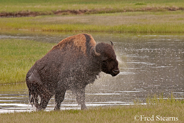 Yellowstone NP Bison