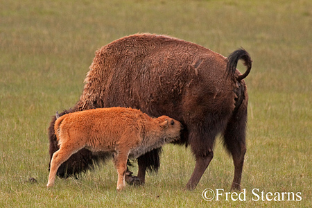 Yellowstone NP Bison