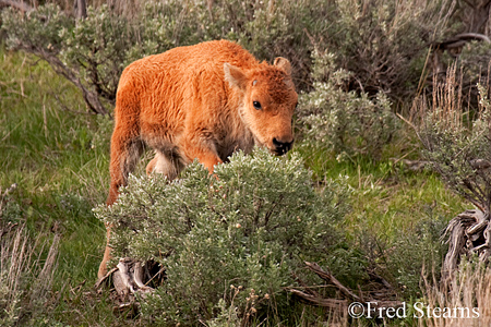 Yellowstone NP Bison