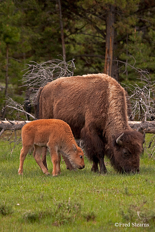 Yellowstone NP Bison