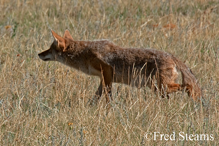 Rocky Mountain NP Coyote