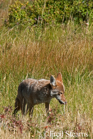 Rocky Mountain NP Coyote