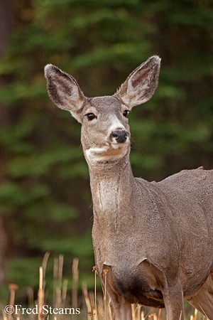 Grand Teton NP Mule Deer