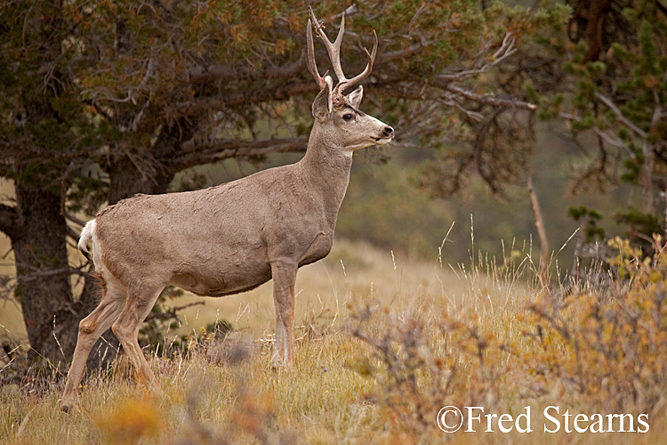 Rocky Mountain NP Mule Deer