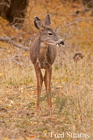 AZion NP Mule Deer