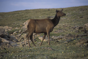 Rocky Mountain NP Cow Elk