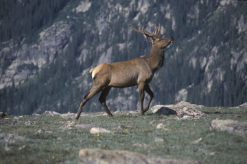 Rocky Mountain NP Bull Elk
