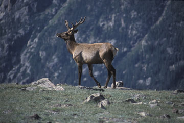 Rocky Mountain NP Bull Elk