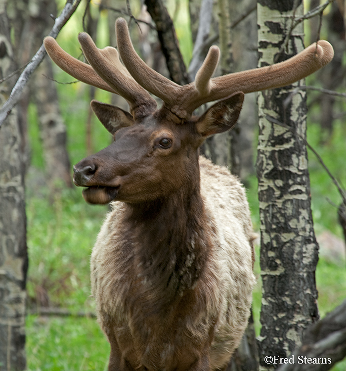 Rocky Mountain NP Elk