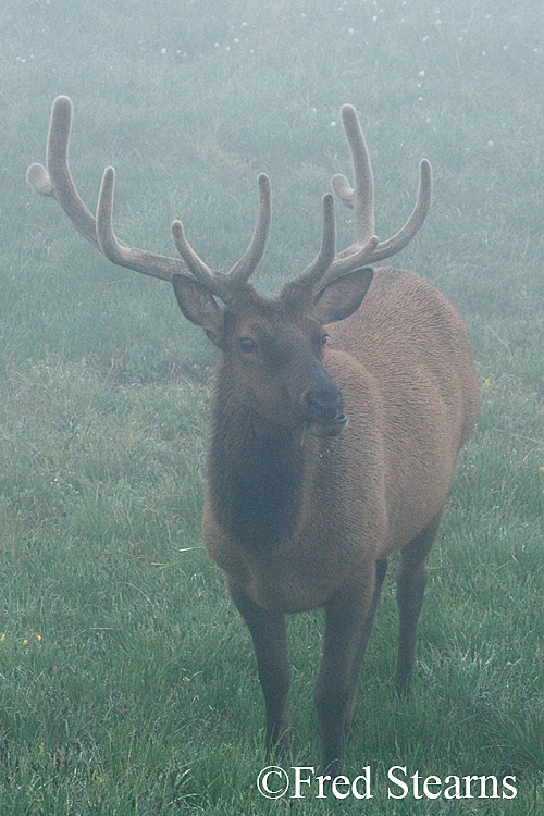 Rocky Mountain NP Elk