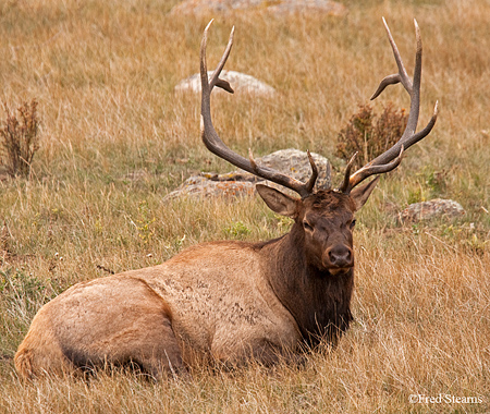 Rocky Mountain NP Cow Elk