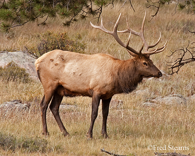 Rocky Mountain NP Elk