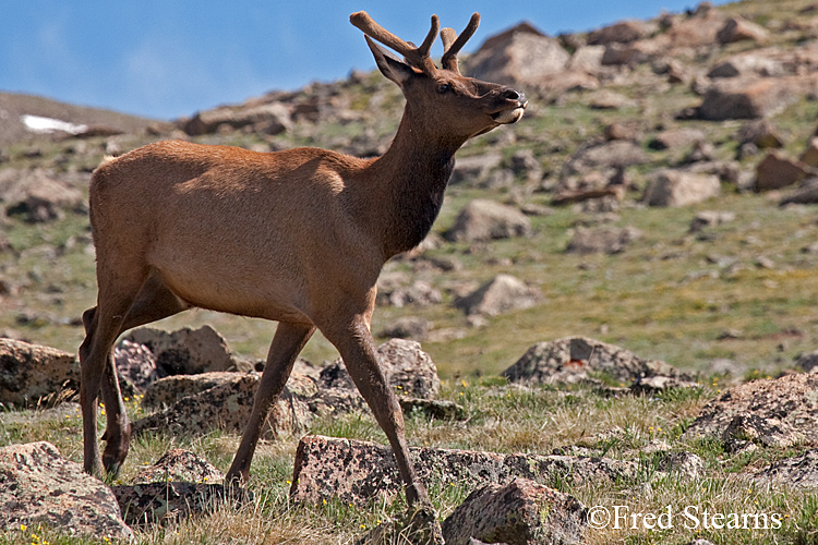 Rocky Mountain NP Elk