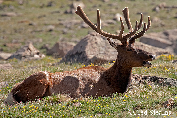 Rocky Mountain NP Elk