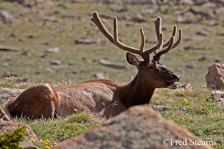 Rocky Mountain NP Elk