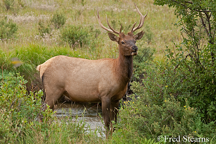 Rocky Mountain NP Elk