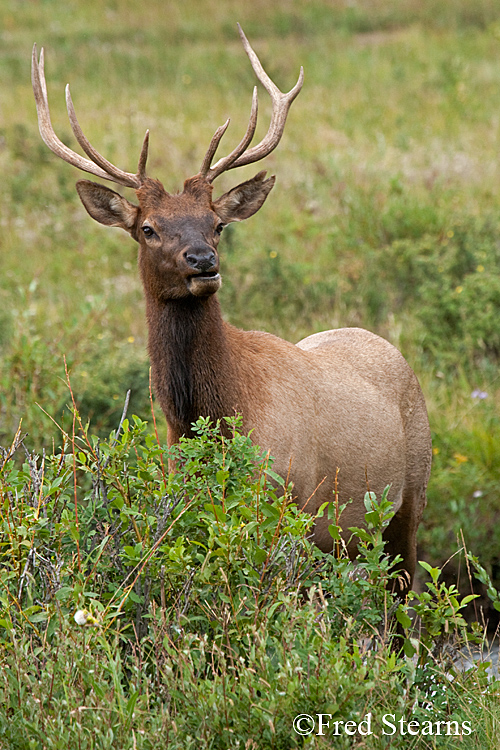 Rocky Mountain NP Elk