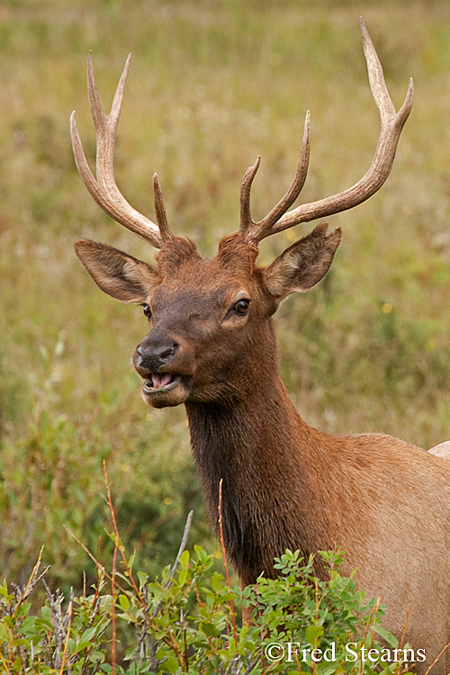 Rocky Mountain NP Elk