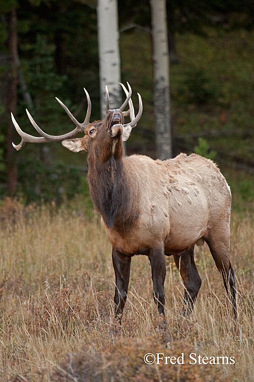 rocky mountain elk weight