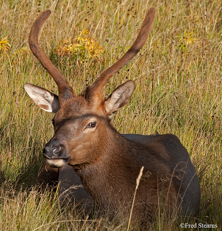 Yellowstone NP Elk