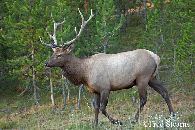 Yellowstone NP Elk